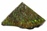 Iridescent Ammolite (Fossil Ammonite Shell) - Alberta, Canada #162396-1